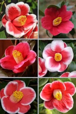 Tama No Ura Weeping Camellia Japonica - 3 Gallon Pot -Garden Plant Shop camellia tama no ura sports 1 1