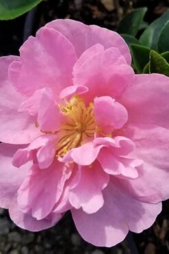 Taylors Perfection Pink Camellia Hybrid - 3 Gallon Pot -Garden Plant Shop camellia taylors perfection 5