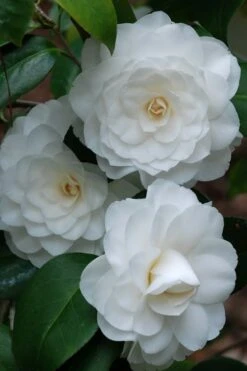 White By The Gate Camellia Japonica - 3 Gallon Pot -Garden Plant Shop camellia white by the gate 1