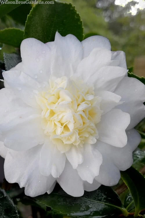 Winter's Snowman Camellia Hybrid - 7 Gallon Pot (3-4') 1 Winter's Snowman Camellia Hybrid - 7 Gallon Pot (3-4')