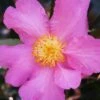 Winter's Star Cold Hardy Camellia - 3 Gallon Pot