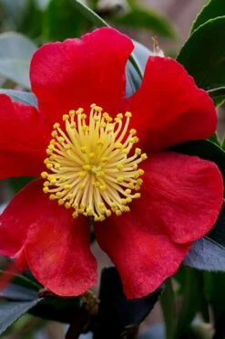 Yuletide Camellia Sasanqua - 1 Gallon Pot -Garden Plant Shop camellia yuletide best 3