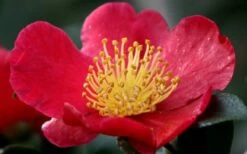 Yuletide Camellia Sasanqua - 1 Gallon Pot -Garden Plant Shop camellia yuletide flower closeup 3