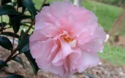 Cotton Candy Camellia Sasanqua - 1 Gallon Pot -Garden Plant Shop camelliacottoncandy 3