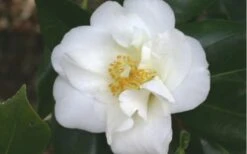 White Empress Camellia Japonica - 1 Gallon Pot -Garden Plant Shop camelliawhiteempress