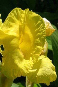 Bandana Of The Everglades Golden Canna Lily - 6 Pack Of 1 Gallon Pots -Garden Plant Shop canna flaccida golden canna lily 3