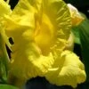 Bandana Of The Everglades Golden Canna Lily - 6 Pack Of 1 Gallon Pots