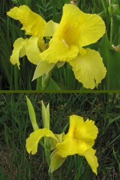 Bandana Of The Everglades Golden Canna Lily - 6 Pack Of 1 Gallon Pots -Garden Plant Shop canna flaccida golden canna lily 9