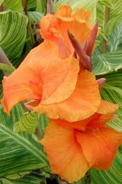 Bengal Tiger Canna Lily - 1 Gallon Pot -Garden Plant Shop canna pretoria bengal tiger 1