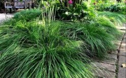 Cherokee Sedge (Carex Cherokeensis) - 8 Pack Of 1 Gallon Pots 10 Cherokee Sedge (Carex Cherokeensis) - 8 Pack Of 1 Gallon Pots -Garden Plant Shop carex cherokeensis cherokee sedge 10 1