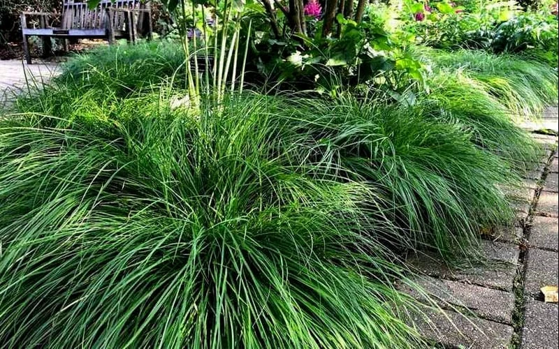 Cherokee Sedge (Carex Cherokeensis) - 8 Pack Of 1 Gallon Pots 4 Cherokee Sedge (Carex Cherokeensis) - 8 Pack Of 1 Gallon Pots - Image 4