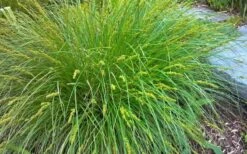 Cherokee Sedge (Carex Cherokeensis) - 1 Gallon Pot 11 Cherokee Sedge (Carex Cherokeensis) - 1 Gallon Pot -Garden Plant Shop carex cherokeensis cherokee sedge 3