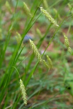 Cherokee Sedge (Carex Cherokeensis) - 8 Pack Of 1 Gallon Pots 12 Cherokee Sedge (Carex Cherokeensis) - 8 Pack Of 1 Gallon Pots -Garden Plant Shop carex cherokeensis cherokee sedge 4 1