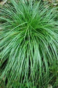 Cherokee Sedge (Carex Cherokeensis) - 8 Pack Of 1 Gallon Pots