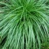 Cherokee Sedge (Carex Cherokeensis) - 1 Gallon Pot