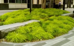 Evercolor 'Everillo' Carex - 5 Pack Of Quart Pots 13 Evercolor 'Everillo' Carex - 5 Pack Of Quart Pots -Garden Plant Shop carex everillo 20 3