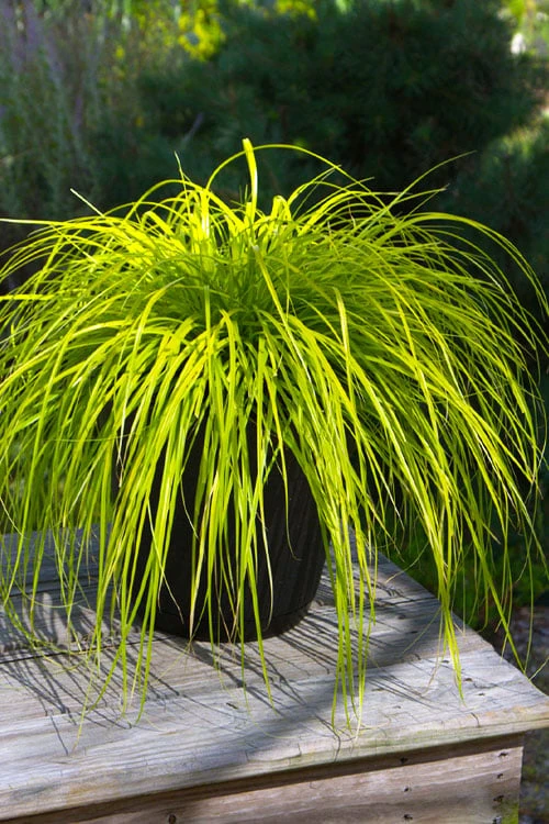 Evercolor Everillo Carex - 8 Pack Of 1 Gallon Pots 1 Evercolor Everillo Carex - 8 Pack Of 1 Gallon Pots
