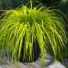 Evercolor 'Everillo' Carex - 5 Pack Of Quart Pots