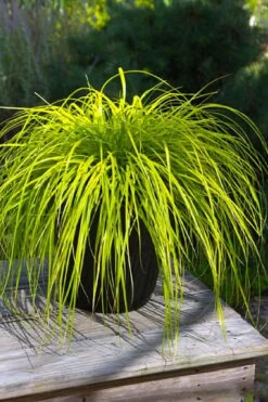 Evercolor 'Everillo' Carex - 5 Pack Of Quart Pots