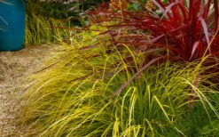 Evercolor Everillo Carex - 8 Pack Of 1 Gallon Pots 12 Evercolor Everillo Carex - 8 Pack Of 1 Gallon Pots -Garden Plant Shop carex everillo 23