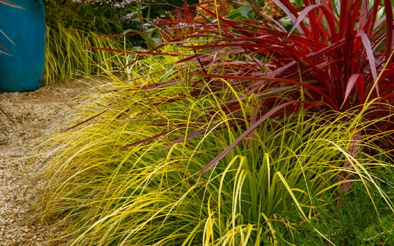 Evercolor 'Everillo' Carex - 5 Pack Of Quart Pots 10 Evercolor 'Everillo' Carex - 5 Pack Of Quart Pots - Image 10
