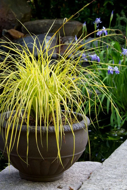 Evercolor 'Everillo' Carex - 5 Pack Of Quart Pots 5 Evercolor 'Everillo' Carex - 5 Pack Of Quart Pots - Image 5