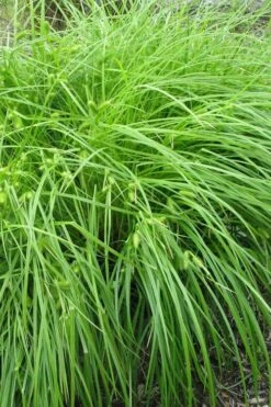 Shallow Sedge (Carex Lurida) - 6 Pack Of 1 Gallon Pots -Garden Plant Shop carex lurida shallow sedge 1 1