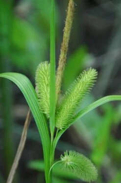 Shallow Sedge (Carex Lurida) - 6 Pack Of 1 Gallon Pots -Garden Plant Shop carex lurida shallow sedge 3 1