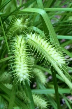 Shallow Sedge (Carex Lurida) - 6 Pack Of 1 Gallon Pots -Garden Plant Shop carex lurida shallow sedge 4 1