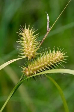 Shallow Sedge (Carex Lurida) - 6 Pack Of 1 Gallon Pots -Garden Plant Shop carex lurida shallow sedge 5 1