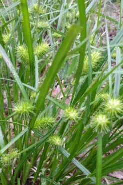 Shallow Sedge (Carex Lurida) - 8 Pack Of 1 Gallon Pots -Garden Plant Shop carex lurida shallow sedge 6