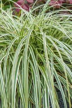 Feather Falls Sedge (Carex Oshimensis) - 5 Pack Of Quart Pots -Garden Plant Shop carex oshimensis fetaher falls sedge grass 1