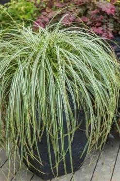 Feather Falls Sedge (Carex Oshimensis) - 5 Pack Of Quart Pots -Garden Plant Shop carex oshimensis fetaher falls sedge grass 2
