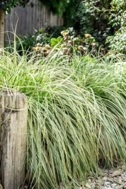 Feather Falls Sedge (Carex Oshimensis) - 5 Pack Of Quart Pots -Garden Plant Shop carex oshimensis fetaher falls sedge grass 5