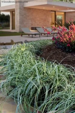 Feather Falls Sedge (Carex Oshimensis) - 5 Pack Of Quart Pots -Garden Plant Shop carex oshimensis fetaher falls sedge grass 7