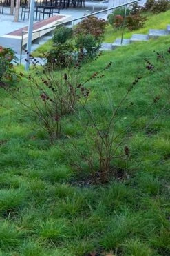 Texas Sedge (Carex Texensis) - 6 Pack Of 1 Gallon Pots -Garden Plant Shop carex texensis texas sedge 1