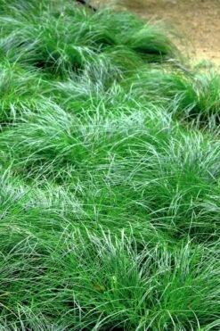 Texas Sedge (Carex Texensis) - 6 Pack Of 1 Gallon Pots -Garden Plant Shop carex texensis texas sedge 3