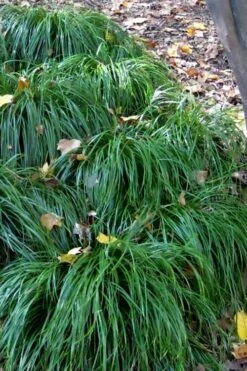 Texas Sedge (Carex Texensis) - 6 Pack Of 1 Gallon Pots -Garden Plant Shop carex texensis texas sedge 5