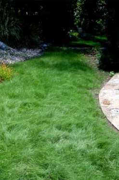 Texas Sedge (Carex Texensis) - 6 Pack Of 1 Gallon Pots -Garden Plant Shop carex texensis texas sedge 7