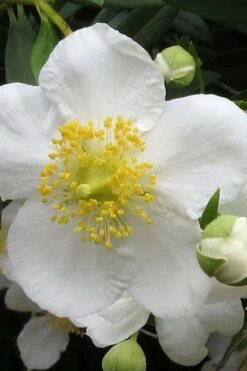 Elizabeth Bush Anemone (Carpentaria Californica) - 5 Gallon Pot 11 Elizabeth Bush Anemone (Carpentaria Californica) - 5 Gallon Pot -Garden Plant Shop carpentaria californica elizabeth bush anemone 1