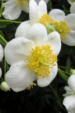 Elizabeth Bush Anemone (Carpentaria Californica) - 5 Gallon Pot 13 Elizabeth Bush Anemone (Carpentaria Californica) - 5 Gallon Pot -Garden Plant Shop carpentaria californica elizabeth bush anemone 3