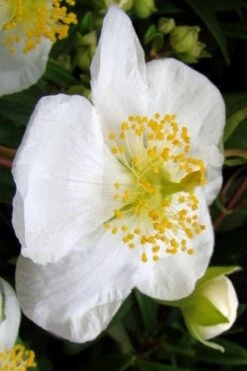 Elizabeth Bush Anemone (Carpentaria Californica) - 5 Gallon Pot 15 Elizabeth Bush Anemone (Carpentaria Californica) - 5 Gallon Pot -Garden Plant Shop carpentaria californica elizabeth bush anemone 5
