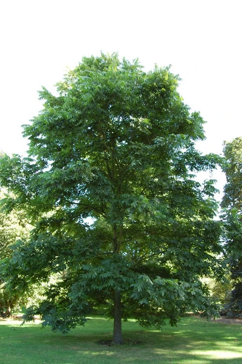 Hardy Pecan Tree (Carya Illinoinensis) - 3 Gallon Pot 5 Hardy Pecan Tree (Carya Illinoinensis) - 3 Gallon Pot - Image 5