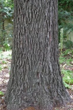 Elliot Pecan Tree - 5 Gallon Pot 13 Elliot Pecan Tree - 5 Gallon Pot -Garden Plant Shop carya illinionensis hardy pecan 6 2