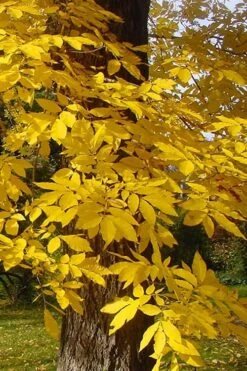 Hardy Pecan Tree (Carya Illinoinensis) - 3 Gallon Pot 14 Hardy Pecan Tree (Carya Illinoinensis) - 3 Gallon Pot -Garden Plant Shop carya illinionensis hardy pecan fall leaf color 4 3