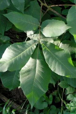 Shagbark Hickory Tree (Carya Ovata) - 3 Gallon Pot -Garden Plant Shop carya ovata shagbark hickory tree leaves 3