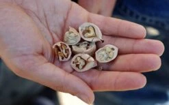 Shagbark Hickory Tree (Carya Ovata) - 3 Gallon Pot -Garden Plant Shop carya ovata shagbark hickory tree nuts 4