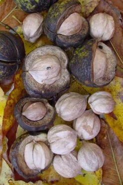 Shagbark Hickory Tree (Carya Ovata) - 3 Gallon Pot -Garden Plant Shop carya ovata shagbark hickory tree nuts 5