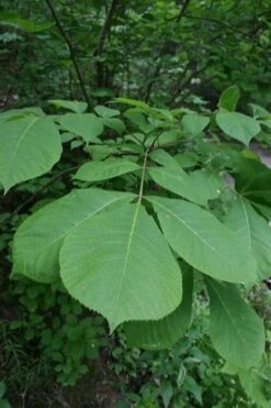 Mockernut Hickory Tree (Carya Tomentosa) - 3 Pack Of 1.5 Quart Pots -Garden Plant Shop carya tomentosa mockernut hickory tree 1