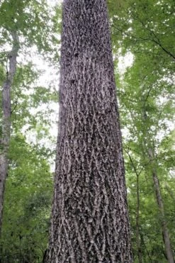 Mockernut Hickory Tree (Carya Tomentosa) - 3 Pack Of 1.5 Quart Pots -Garden Plant Shop carya tomentosa mockernut hickory tree 2
